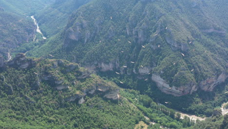 Rare-flock-of-vultures-over-the-Gorges-du-Tarn-beautiful-canyon-and-river-France